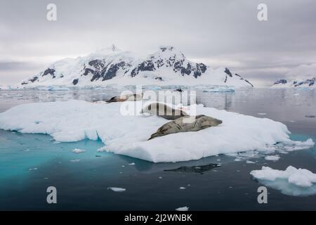 Eine Gruppe von Krabbenrobben (Lobodon carcinophaga) auf einem kleinen Eisberg im Hafen von Paradise, Graham Land, Antarktis-Halbinsel Stockfoto