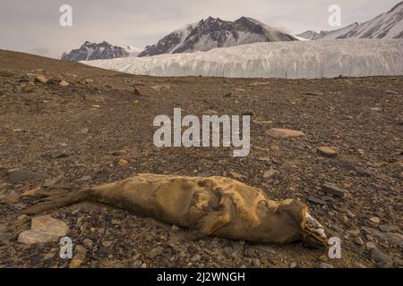 Ein mumifiziertes Krabbenseehund (Lobodon carcinophaga) im Taylor Valley in den McMurdo Dry Valley in der Antarktis, mit dem Kanadischen Gletscher dahinter Stockfoto