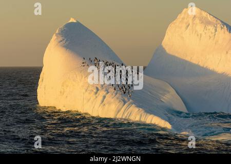 Eine Gruppe von Chinstrap (Pygoscelis antarcticus) und Gentoo (Pygoscelis papua) Pinguinen, die auf einem Eisberg in der Nähe von Deception Island, Antarktis, stehen Stockfoto