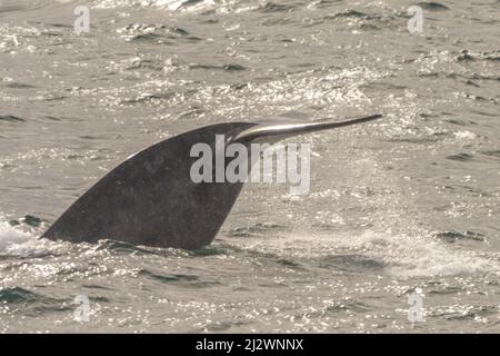 Der Schwanz eines tauchenden Blauwals (Balaenoptera musculus) in der Hinlopen-Straße, Svalbard Stockfoto