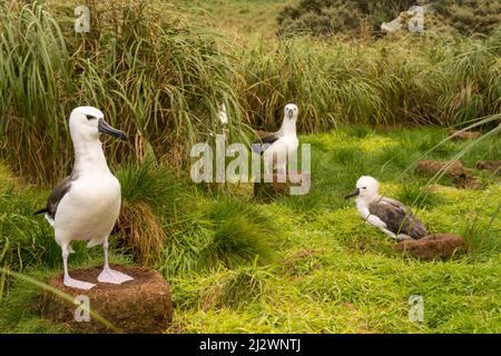 Atlantik-Gelbnasenalbatross (Thalassarche chlororhynchus) Nisting auf Nightingale Island, Tristan, da Cunha, Südatlantik Stockfoto