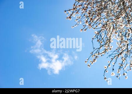 Blühender Pflaumenbaum auf dem blauen Himmel Hintergrund Stockfoto