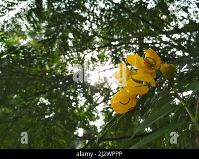 Eine lebhafte Ansammlung von gelben Senna spectabilis-Blüten blüht vor üppig grünem Laub und einem hellen Himmel. Die zarten Blütenblätter und die hervorstehenden Staubblätter. Stockfoto