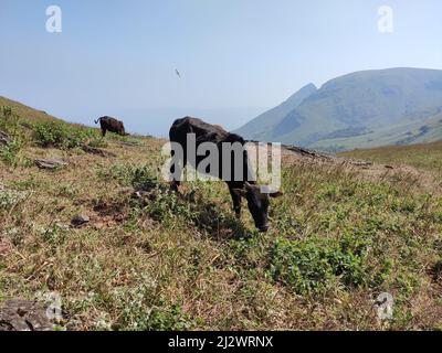 Die Rinder weiden friedlich auf dem Baba Budan Giri Berg in der Nähe. Das Zebu mit kräftigen Beinen und robusten Konstruktionen ist gut für das Gelände geeignet. Stockfoto