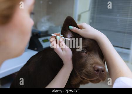 Nahaufnahme. Junge rothaarige Frau, Tierarzt untersucht Schokolade labrador in der Tierarztklinik, drinnen. Moderne Medizin, Tierpflege, gesunde Lebensweise, Pflege Stockfoto