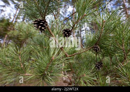 Ein kleiner Schraubstock, der in einer Modellierwerkstatt verwendet wird. Isolierter Hintergrund.q Stockfoto