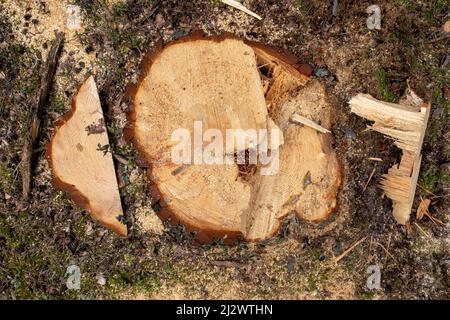 Ein kleiner Schraubstock, der in einer Modellierwerkstatt verwendet wird. Isolierter Hintergrund.q Stockfoto