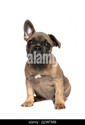 Schöne niedliche französisch Bulldogge Welpen saß mit einem Ohr nach oben Blick über die Kamera, isoliert auf einem weißen Hintergrund Stockfoto