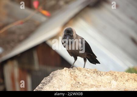 Die schwarze Krähe steht auf dem Beton und sieht etwas. Stockfoto