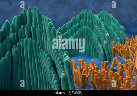Haarzellen im inneren Ohr im vestibulären System - Nahaufnahme Ansicht 3D Abbildung Stockfoto