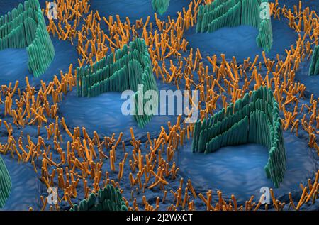 Haarzellen im inneren Ohr im vestibulären System - isometrische Ansicht 3D Abbildung Stockfoto