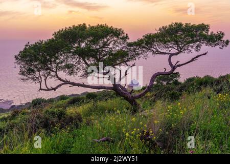 Blick auf die Kapelle der Heiligen Familie und das Mittelmeer, auf dem Berg Karmel, mit einem Baum und Frühlingsblumen, Haifa, Nordisraelisch Stockfoto