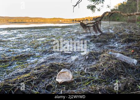 Eine Getränkeflasche aus Plastik, eine Aluminiumdose und andere Abfälle, die im Seegras an der Küste der Chittaway Bay in New South Wales, Australien, aufgefangen wurden Stockfoto