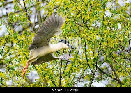 Schwarz gekrönter Nachtreiher im schnellen Flug. Fliegen mit ausgebreiteten Flügeln zwischen Ästen. Seitenansicht, Nahaufnahme. Gattung Nycticorax nycticorax. Slowakei Stockfoto