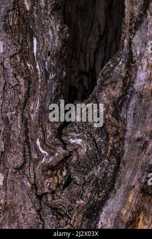 In der Rinde eines beschädigten Baumes sind künstlerische Muster zu sehen Stockfoto