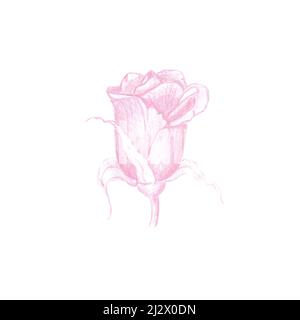 Farbstifte Skizze von rosa Rosenblume, Blütenkopf Blüte von Hand gezeichnet als botanische Illustration isoliert auf weiß Stockfoto