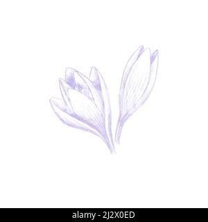 Farbstifte Skizze von Safran-Krokusblüten, lila Crocus sativus Bloom handgezeichnet als botanische Illustration isoliert auf Weiß Stockfoto