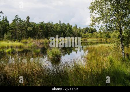 Pietzmoor, Schneverdingen, Naturpark Lüneburger Heide, Niedersachsen, Deutschland Stockfoto