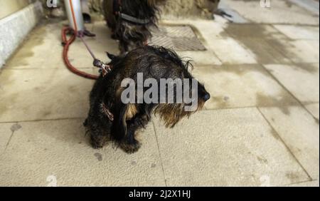 Hund auf der Straße gebunden, Haustiere, Haustiere Stockfoto