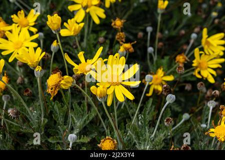 Graublättrige Euryops-Blüten. Auch bekannt als Golden Daisy Bush und Euryops Pectinatus Stockfoto