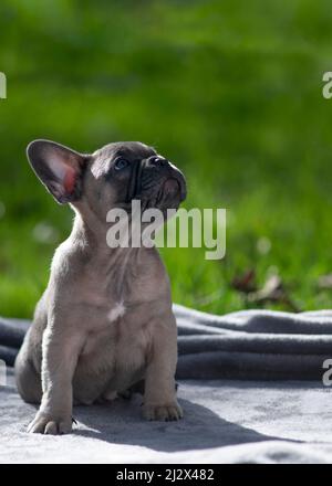 Liebenswert Französisch Bulldogge Welpen Blick in leeren Raum im Freien an einem Sommertag grün Gras Hintergrund vertikal ideal für copy space Text over Stockfoto