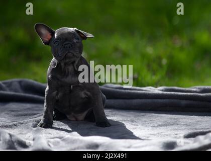 Charmante lustige blauäugige Französisch Bulldogge Welpen Blick in leeren Raum im Freien an einem Sommertag grünen Rasen Hintergrund ideal für copy space tex Stockfoto