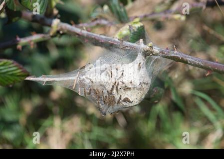 Braunschwanzmotte (Euproctis chrysorrhoe). Larvennest oder Zelt mit einer Reihe von Raupen Stockfoto