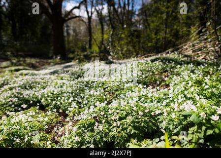 Durch einen Waldweg in Grove Farm, einem lokalen Naturschutzgebiet in Greenford, Bezirk Ealing London, fällt das Licht auf die Waldanemone (Anemone nemorasa) Stockfoto