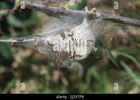 Braunschwanzmotte (Euproctis chrysorrhoe). Larvennest oder Zelt mit einer Reihe von Raupen Stockfoto