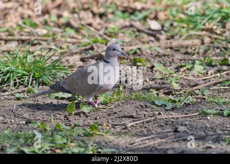 Eurasian collared dove (Streptopelia Decaocto) Stockfoto