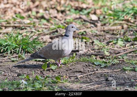 Eurasian collared dove (Streptopelia Decaocto) Stockfoto