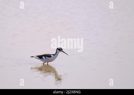 Eine Nahaufnahme des schwarzen Stelzenstelzes, Himantopus mexicanus, der auf dem Wasser auf der Suche nach Nahrung geht. Stockfoto