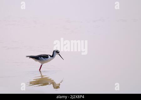 Eine Nahaufnahme des Schwarzhalsstelzen, Himantopus mexicanus, auf der Suche nach Nahrung. Stockfoto