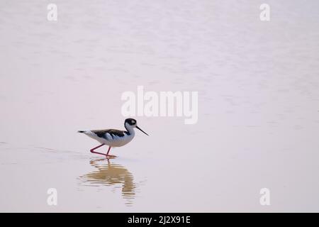 Eine Nahaufnahme des schwarzen Stelzenstelzes, Himantopus mexicanus, der auf dem Wasser auf der Suche nach Nahrung geht. Stockfoto