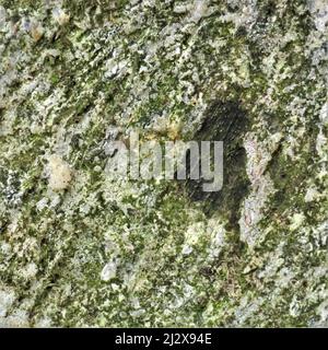 Im Spätherbst/Frühwinter auf Cannock Chase AONB klammert sich starker Frost an den Baumstamm, der mit Frost bedeckten Pilzflechten und Moos bedeckt ist Stockfoto