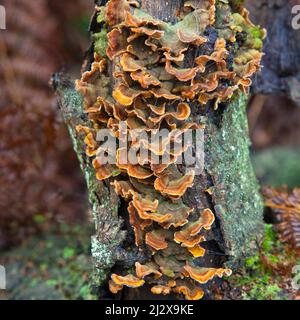 Pilzhalterung Trametes Versicolor (Turkeytail) auf verfaultem Baumstumpf im Herbst Cannock Chase Country Park AONB (Gebiet von außergewöhnlicher natürlicher Schönheit) in Stockfoto