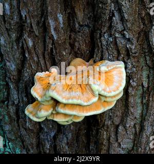 Laetiporous sulfureus Sulphur Shelf common Chicken Mushroom; Oak HoastOrange gelb und hellgrün Bracket Pilze gehostet auf alten Eichenbaum Rinde in spät Stockfoto