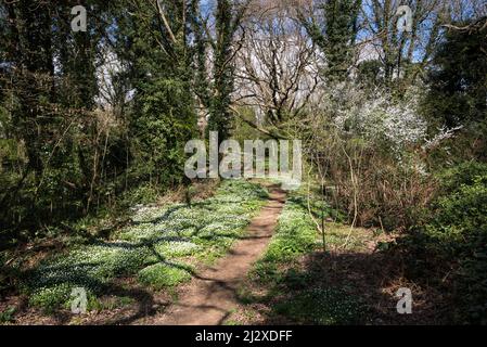 Auf einem Waldweg in Grove Farm, einem lokalen Naturschutzgebiet in Greenford, Stadtteil Ealing, London, fällt Sonnenlicht auf Holzanemone (Anemone nemorasa) Stockfoto