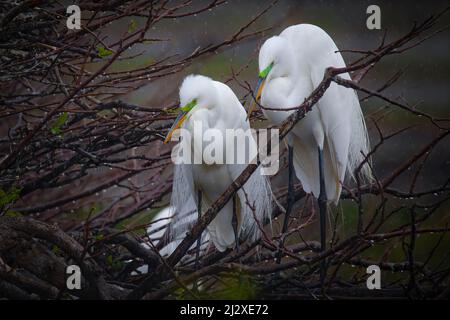 Ein Paar Großreiher hat ihr Nest im Wakodahatchee Wetlands in Delray, FL, genau im Auge. Stockfoto