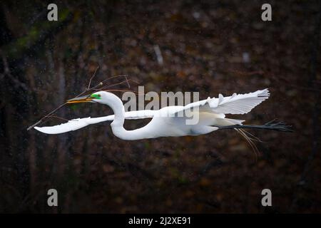 Ein großer Weißreiher fliegt mit einem Zweig zum Nestbau zurück zu seinem Nest. Stockfoto