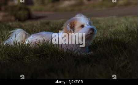 EIN COTON DE TUELAR WELPE LIEGT IM SCHATTEN AUF EINEM DUNKELGRÜNEN RASEN MIT EINEM VERSCHWOMMENEN HINTERGRUND DIREKT IM RAHMEN Stockfoto