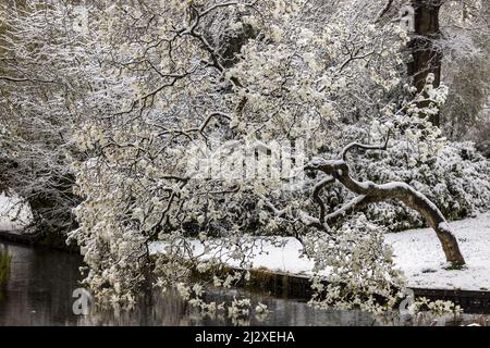 Überhängender Baum über dem Teich schneebedeckter Baum mit grafisch mattierten Ästen, die den weißen Niederschlag hervorstechen. Stockfoto