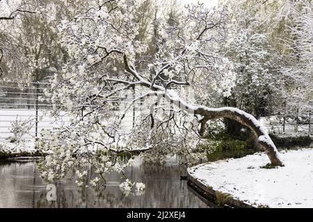 Baum überhängend über Teich Schnee bedeckt mit Grafik mattierten Ästen ragen aus dem weißen Niederschlag. Stockfoto