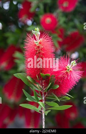 Karmesinrote Bottelbrush Blüten verzweigen sich mit Blättern Stockfoto