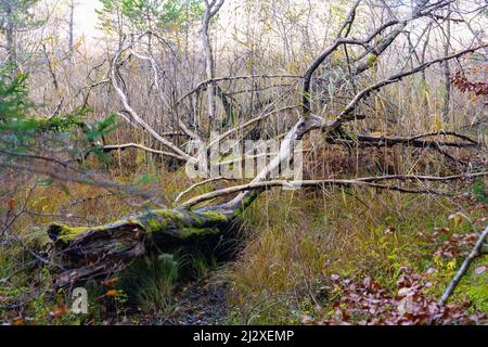 Naturschutzgebiet; Eggstätt-Hemhofer Seenplatte; Deadwood, Moor Stockfoto