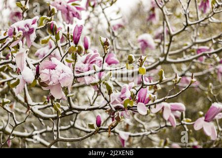 Fröhliche Äste von Magnolienbaum mit Frühlingsblüten bedeckt mit hartem Eis in der späten Saison, der die Blüten eines Baumes in einer dicken Schicht bedeckt. Wir Stockfoto