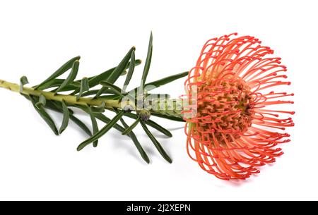 Leucospermum cordifolium auf weißem Hintergrund Stockfoto