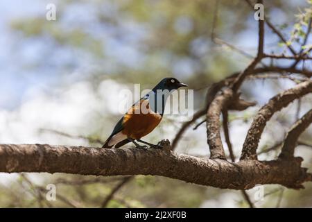 Ein hervorragender Sternevogel, der auf einem Baumzweig sitzt, Serengeti National Park, Tansania, Afrika Stockfoto