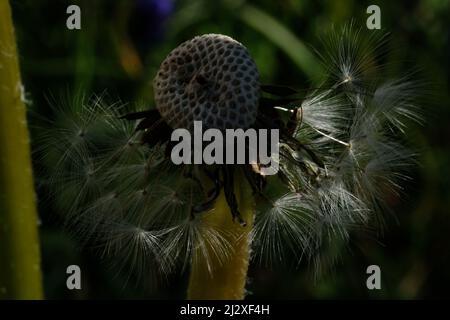 Frühlingsblumen, Feld, Deutscjland, Gerbera, Tulpen, Dandilion, Makro Stockfoto