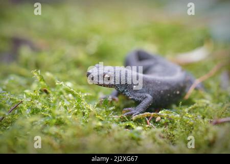 Nahaufnahme eines erdbewachsenen weiblichen Alpenmolchs, Ichthyosaura alpestris, der auf grünem Moos im Garten sitzt Stockfoto